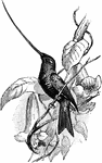A bird with a long, skinny bill. The bill is used to probe long tubular flowers for food.