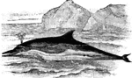 A porpoise with a longer, sharper nose. Usually 6 feet in length.