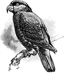 The specific name of a lory of the Moluccas.