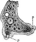 The streaming of Protoplasm in the Amoeba. The forward motion of the granules takes place more rapidly in the centre of the pseudopodium (p). Those at the margin fall behind those in the centre as the pseudopodium advances.