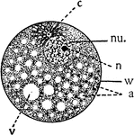 Diagram showing the principal parts of the cell and something of the protoplasmic architecture as it might appear while living. a, alveoli or spheres in the foam-work; c, centrosome; cy, cytoplasmic meshwork, containing granules; nu., nucleus; n, nucleolus; v. vacuole; w, cell wall.