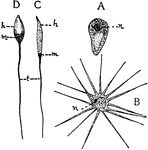 "Types of spermatozoa. A, from the round worm (Ascaris) with a cap, somewhat amaeboid; B, from the Crayfish, with numerous projections; C, from Frog; D, from Sea-urchin. h, head; m, middle piece; n, nucleus; t, tailor flagelium." &mdash; Galloway
