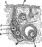 "Section through ovary of a young Mammal. The eggs (o) are seen to be formed from the epithelium. c, connective tissue of ovary; e, epithelium; f, follicle of epithelial cells in which the ova ripen; o, ova in different stages of ripeness." &mdash; Galloway