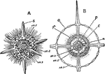 "Actinomma Asteracanthion, a Radiolarian with a limited number of specialized radii (axes), symmetrically arranged about the center. A, whole animal with portion of two spheres of shell removed. B, section, showing relation of the protoplasm to the skeleton. n, nucleus; p, protoplasm; sk., skeleton." &mdash; Galloway