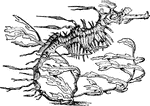 "A sea-horse, Phyllopteryx eques." &mdash; Galloway