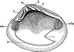 "Shell of a Bivalve Mollusk, inner surface. ad.a., depression showing the attachment of the anterior adductor muscle; ad.p., posterior adductor muscle; h, hinge with teeth; l, attachments of the ligaments; p, pallial line, marking the attachment of the mantle muscles; s, the pallial sinus, marking the attachment of the retractor muscles of the siphon; u, umbo or beak." &mdash; Galloway