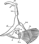 "Pectoral girdle and fin of a Teleost. br.o., branchial ossicles; c, coracoid; cl., clavicle; f.r., fin rays; p.cl., post clavicle; p.t., post temporal which unites with skull; sc., scapula; s.cl., supra-clavicle." &mdash; Galloway
