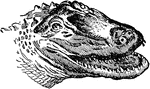 "Head of the American Alligator (alligator Mississippiensis)." &mdash; Galloway