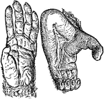 Illustration showing the hand and food of a chimpanzee.