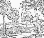 Trees of Hispaniola during Columbus' exploration. Trees such as "Mamei, Guaiana, Guanauana, and Platano."