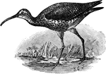 It has a long slender bill only about two inches long. It is abundant during its migrations, and is much sought as a game bird.