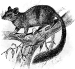An Australian marsupial. The males are short lived.