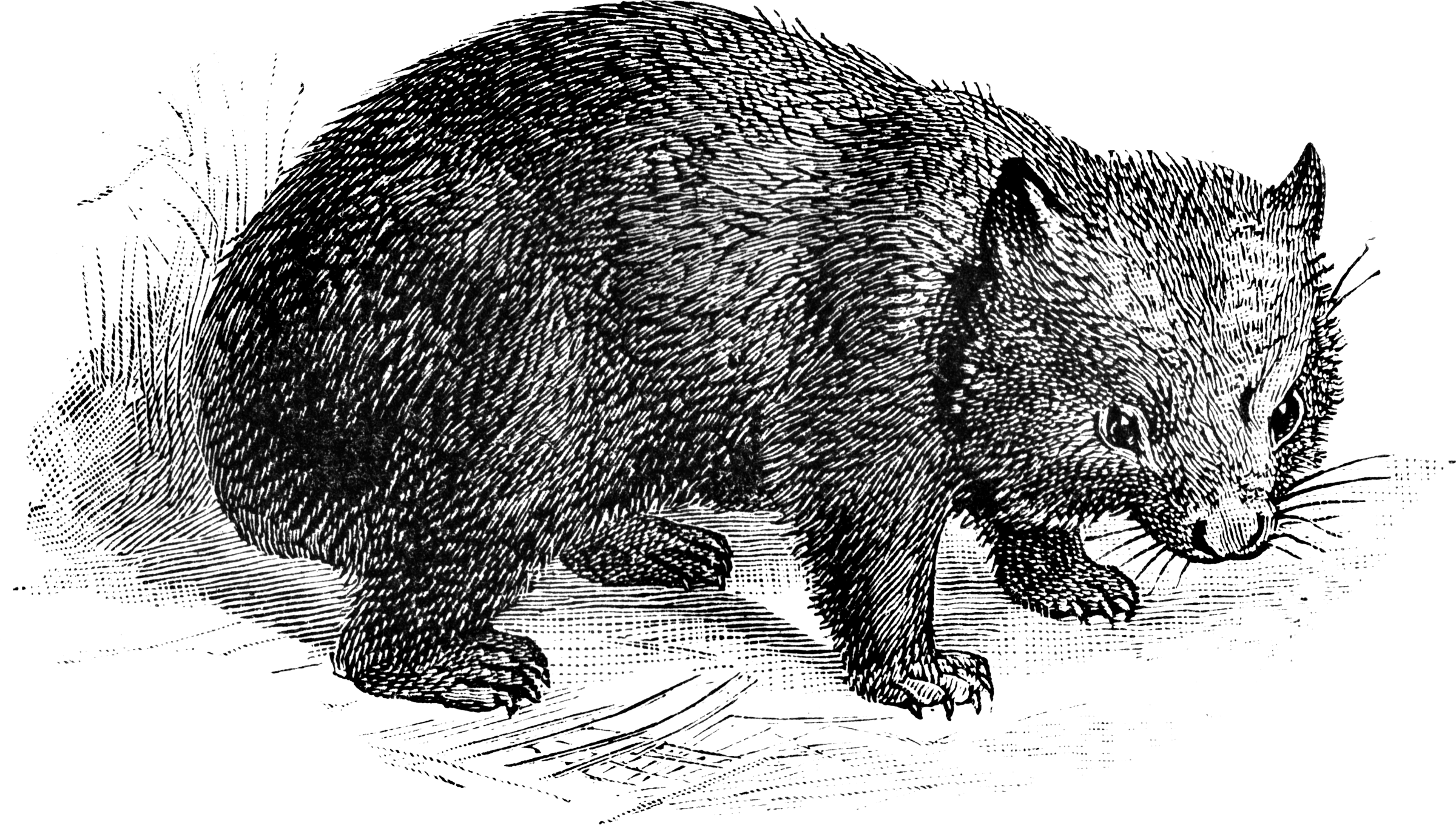 Wombat | ClipArt ETC