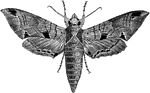 A moth larva of the Philampelus genus.