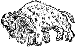 One of the earliest engravings of the Buffalo during the early explorations of America.