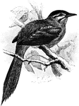 A genus of South American synallaxine birds.