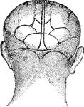 The rear view of a human face.