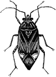 A plant bug, the beak extending to the middle of the abdomen.