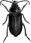 A large female beetle.