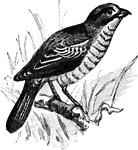 A bird that does much damage by cutting tender sprouts and buds with their serrated bill.