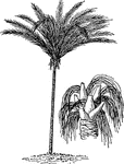 A South American Palm.