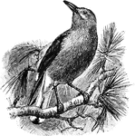 A bird with its plumage gray, with black and white wings and tail. Feeds on mostly pine nuts.