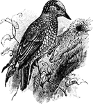 A genus of woodpeckers.