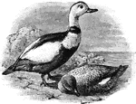 A black and white duck.