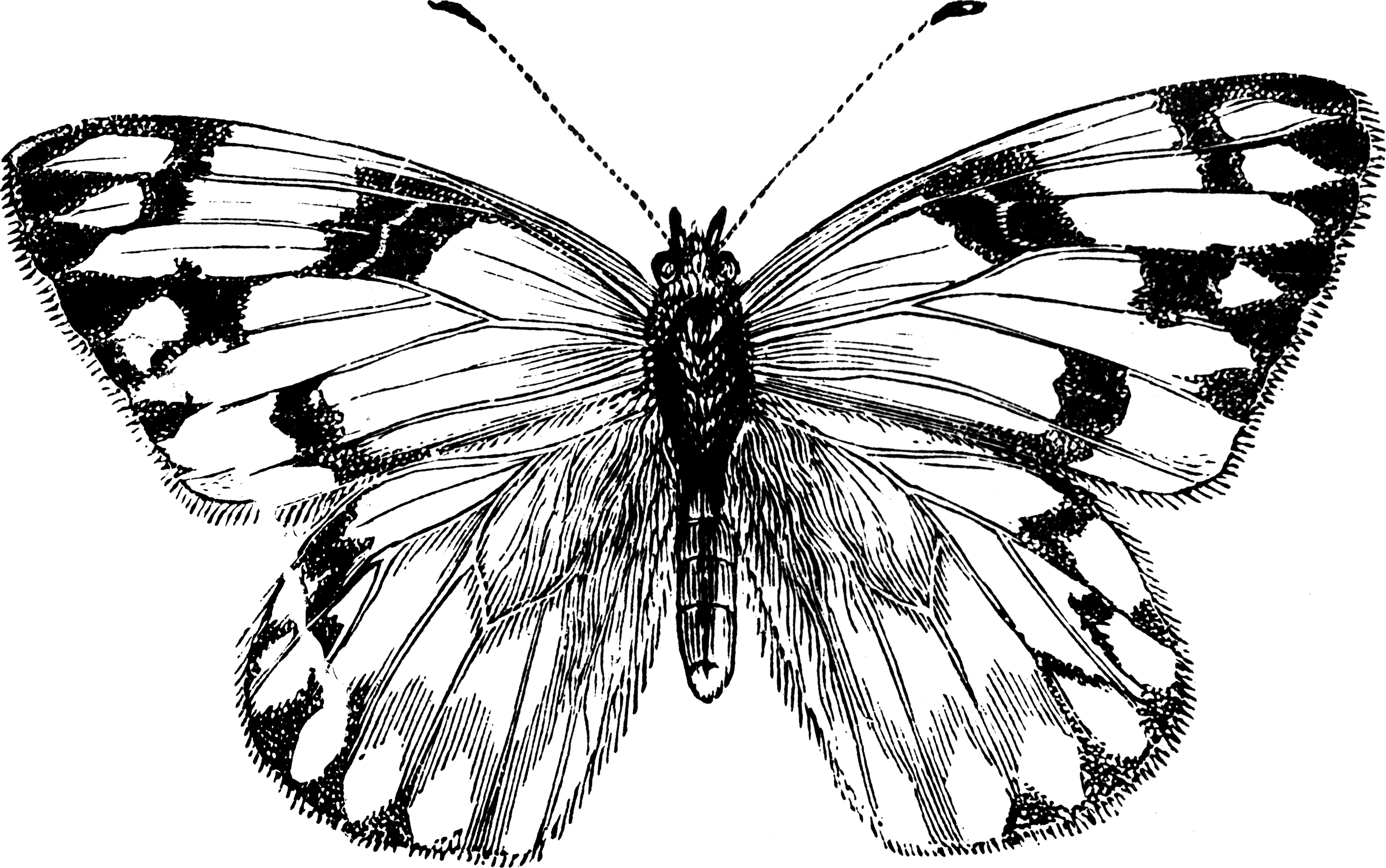 Бабочка крапивница черно белое
