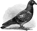 A common bird found in nearly all parts of the world