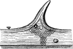 Rowlock of the Viking ship.
