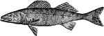 A fish with elongated form, subconical head, and sharp canines mixed with the villiform teeth from the jaws and palate.