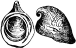 A limpet having the shell pileate in form, with rounded apeture, posterior spirally recurved apex, and horseshoe-shpaed muscular impressions.