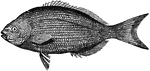 A fish with skin and scales encroaching on the drsal and anal fins, which are consequently thickened.
