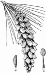 A pine whose cone is more elongated and slender.