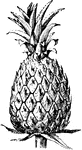 A sweet, yellow fruit resembling a pine cone.