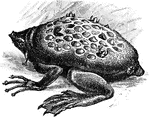 The Amphibians ClipArt collection includes 5 galleries and 159 illustrations of amphibians and amphibian anatomy.