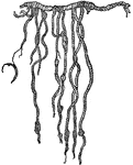 Quipu is an Inca recording device.