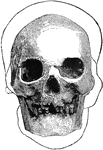 A front view of a Hochelagan skull, surrounded by the outline, on a larger scale, of the Cromagnon skull.