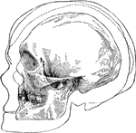 The outer outline is that of the skull found in the cave of Cromagnon, in France, belogning, as Dawson says, to one of the oldest human inhabitants of western Europe, as shown in Lartet and Christy's <em>Reliquiae Aquitanicae</em>. The second outline is that of the Enghis skull; the dotted outline that of the Neanderthal skull. The shaded skull is on a smaller scale, but preserving the true outline, and is one of the Hochelaga Indians (site of Montreal).