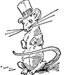 A rat with a top hat on.