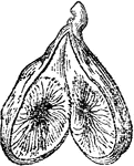 The interior of a noncaprificated fig.