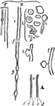 "a, axis cylinder; b, inner border of white substance; c, c, outer border of same; d, d, tubular membrane; B, tubular fibres; e, in natural state; f, under pressure; g, varicose fibres." &mdash; Richardson, 1906