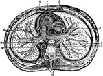 "The transverse section of the thorax. 1, anterior mediastinum; 2, internal mammary vessels; 3, triangularis sterni; 4, 5, phrenic nerves; 6, thoracic duct; 7, esophagus; 8, vena azygos major; 9, thoracic aorta; 19, sympathetic; R. V., right ventricle; R. A., right auricle; P.A., pulmonary artery; A., aorta; C., superior vena cava; V., dorsal vertebra." &mdash; Richardson, 1906
