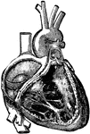 Cavities of the right side of the heart, with their valves.