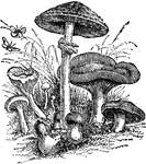 "The name of several classes of fungi. The best known is the common mushroom. It has a fleshy head, smooth or scaly on the upper surface, varying from white to tawny shades or brown. The gills on the under side of the head are at first pallid, changing slowly with the plant's growth to pink, purple and brown-black." &mdash; Beach, 1900