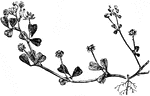 "The national emblem of Ireland, is a plant with a leaf formed from three leaflets. It is thought to be the wood-sorrel, a native of Ireland, by some, and by others the name is given to the bird's-foot trefoil." &mdash; Beach, 1900