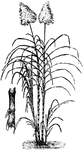 Tall grasses native to the warm temperate and tropical climates. They contain stout fibrous stalks with sap rich in sugar.