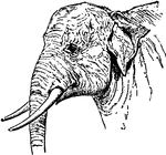 The head of an Indian Elephant.