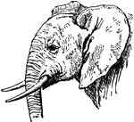 The head of an African Elephant.